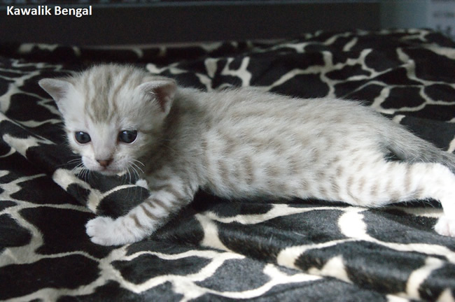 femelle bengal seal mink 